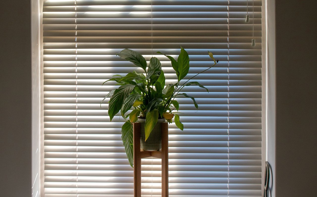 Decorar con plantas espacios poco luminosos es posible con estas 15 variedades de plantas de interior que requieren poca luz natural