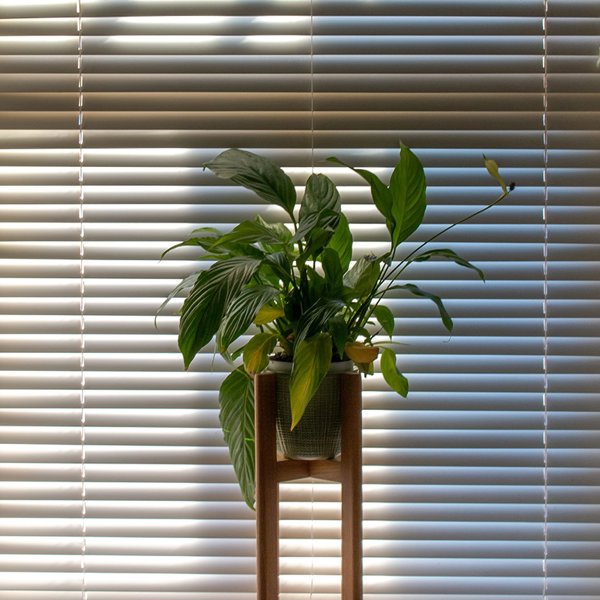 15 plantas de interior que no necesitan luz natural (o muy poca)