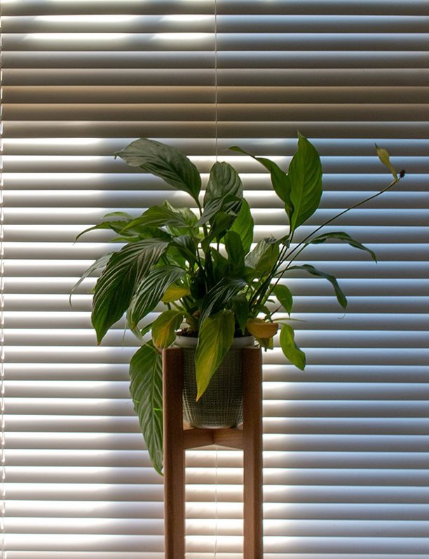 15 plantas de interior que no necesitan luz natural (o muy poca)