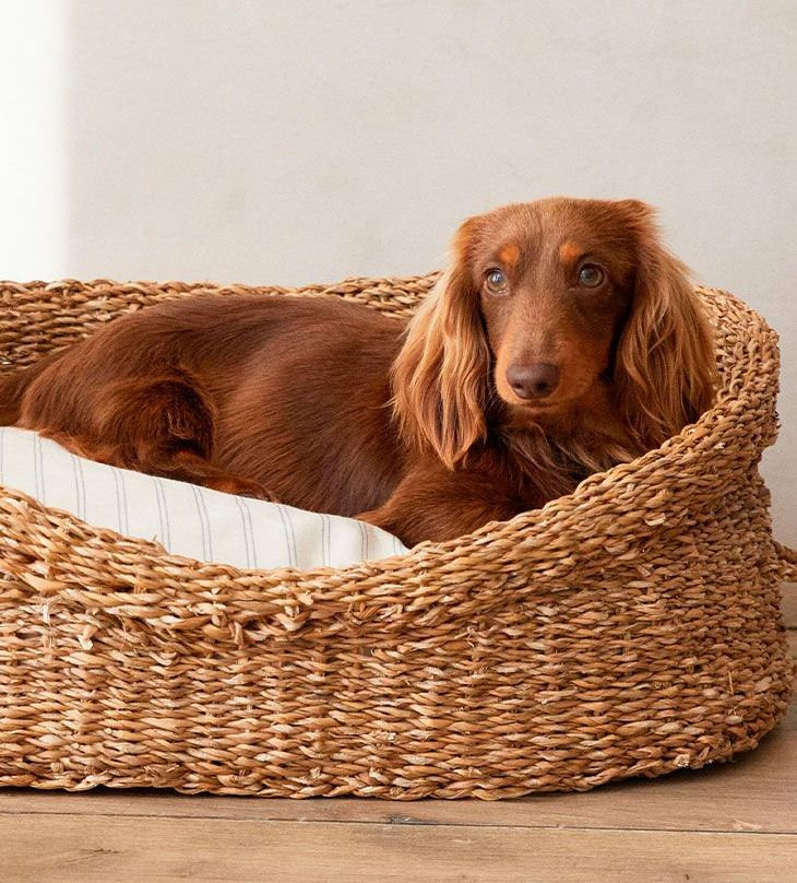 cesta para perros pequenos de zara home