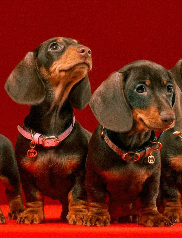 ¡Lujo para mascotas! 11 accesorios de alta costura para perros