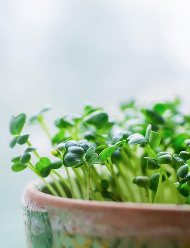 Microgreens: los germinados que vienen pisando fuerte