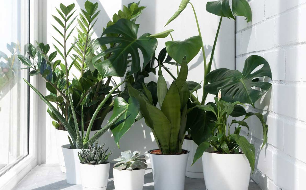 plantas purifican aire