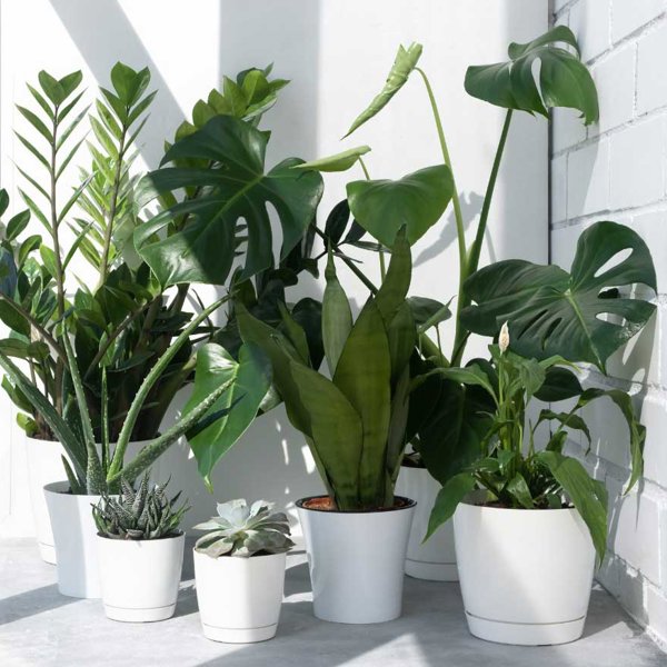10 plantas que ayudarán a purificar el aire de tu casa de forma natural