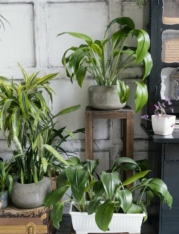 10 plantas que ayudarán a purificar el aire de tu casa de forma natural