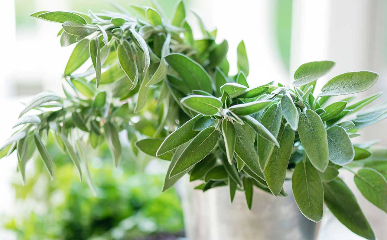 5 plantas relajantes que llenaran de paz tu hogar y tu vida