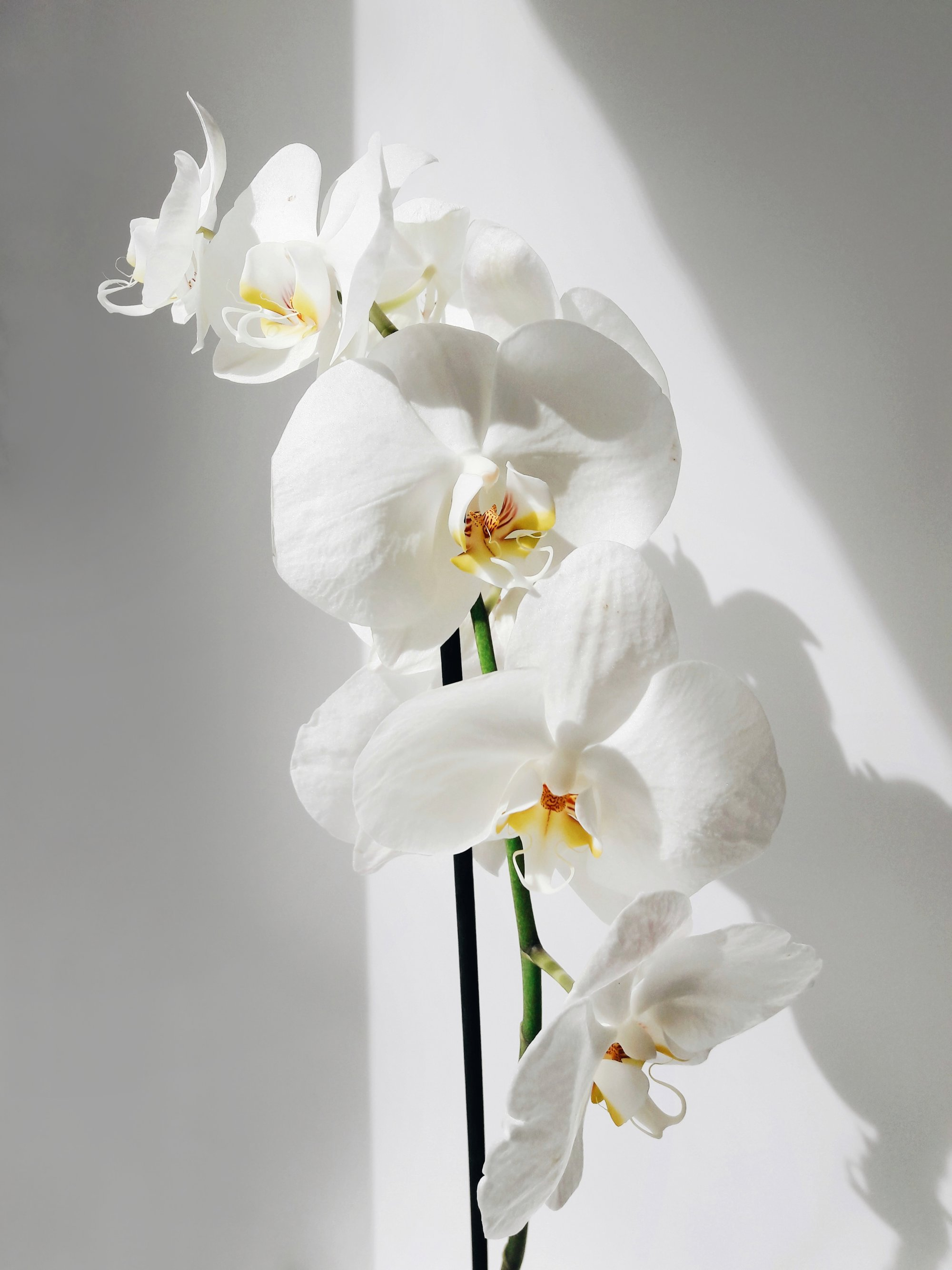 Plantas para decorar el baño: orquídea. 