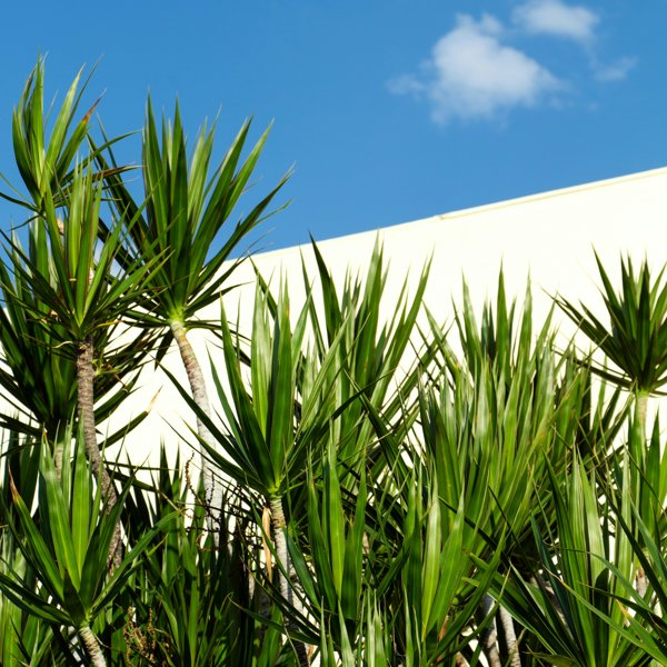 Estas 7 plantas resisten muy bien al sol y son perfectas para añadir verde a tu terraza