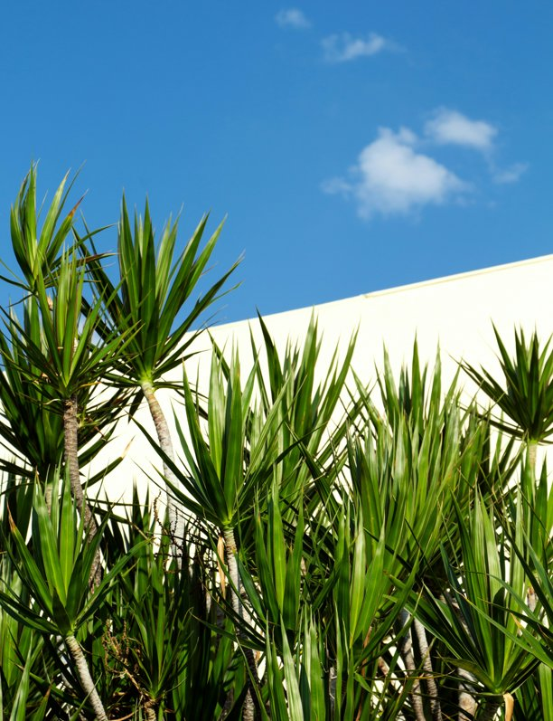 Estas 7 plantas resisten muy bien al sol y son perfectas para añadir verde a tu terraza