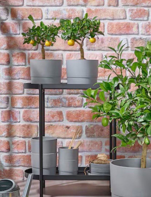 Sí PUEDES tener un árbol en una terraza pequeña: esta planta de IKEA ocupa poco, da frutos y suma color 