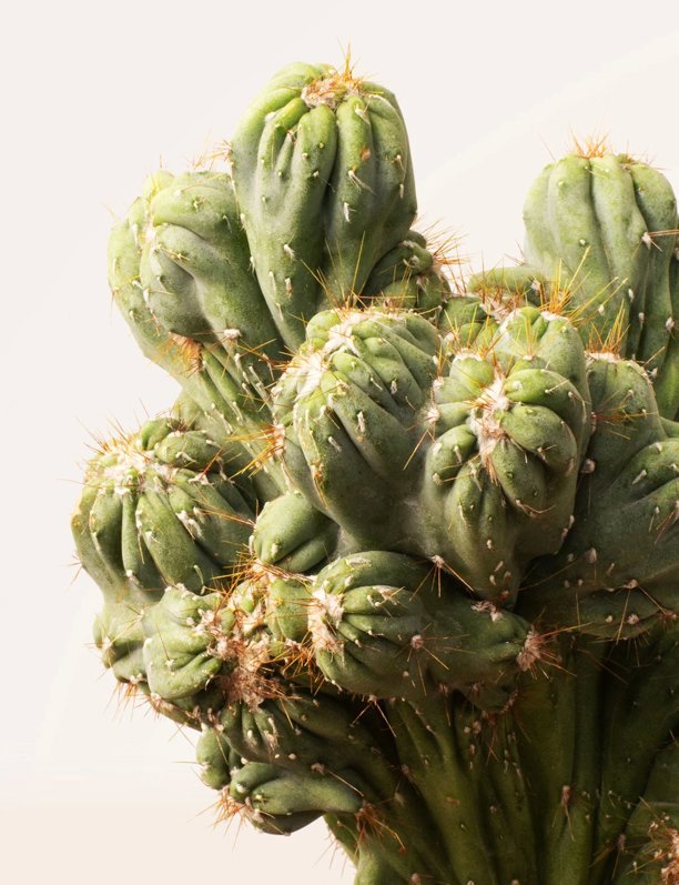 Cactus de interior: las especies más decorativas y cómo cuidar de ellas