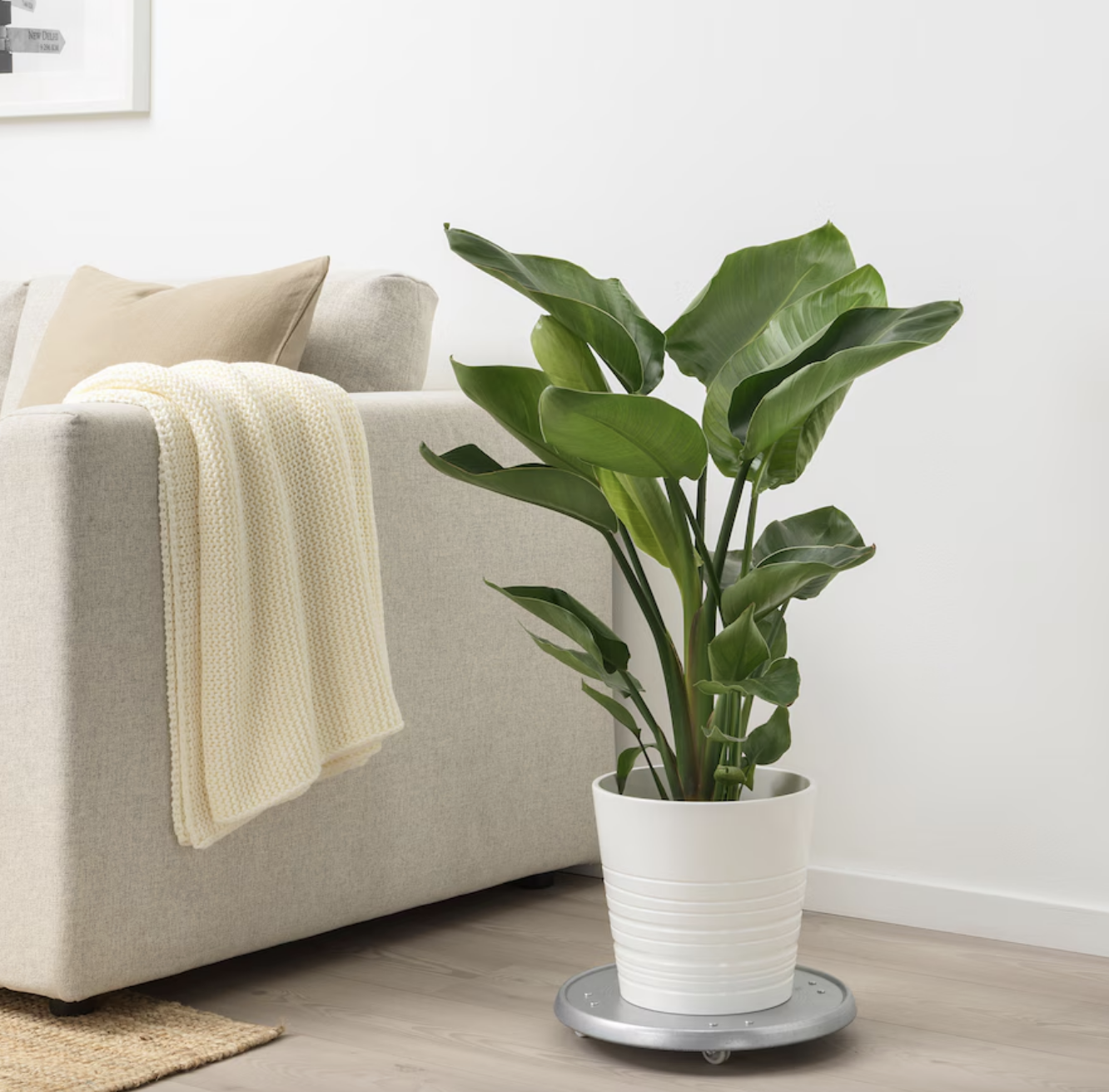 La planta que necesitas en tu hogar es de IKEA.