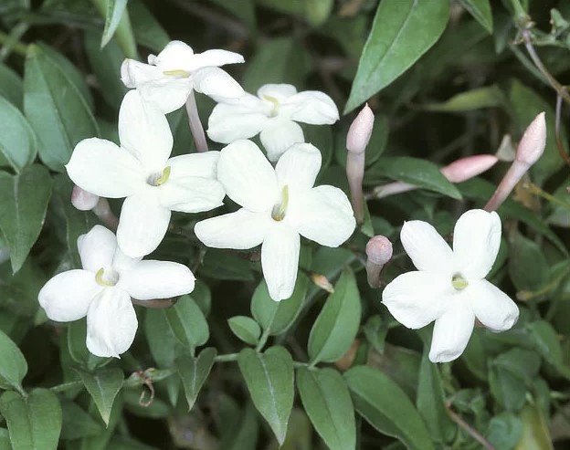 La flor del jazmín chino