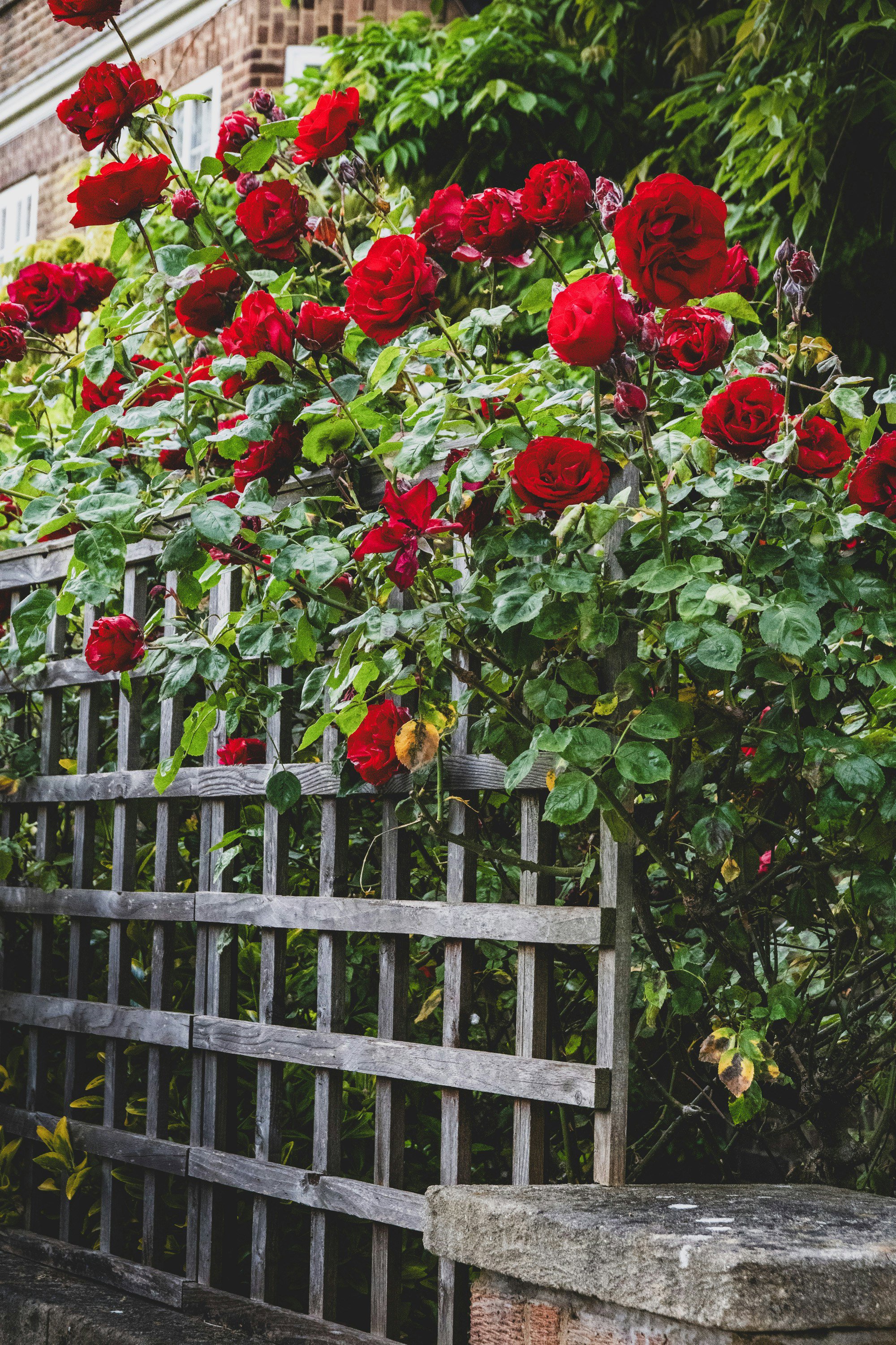 Rosas trepadoras