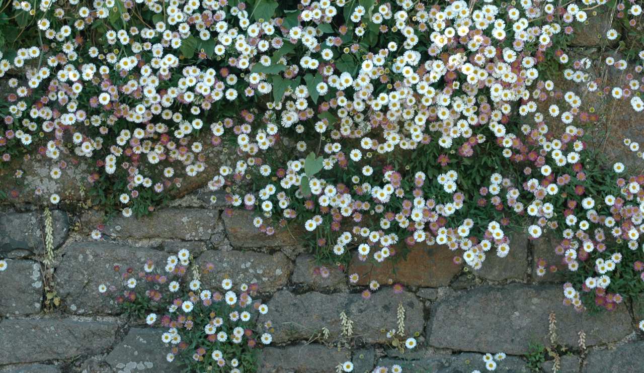 Erigeron karvinskianus flores