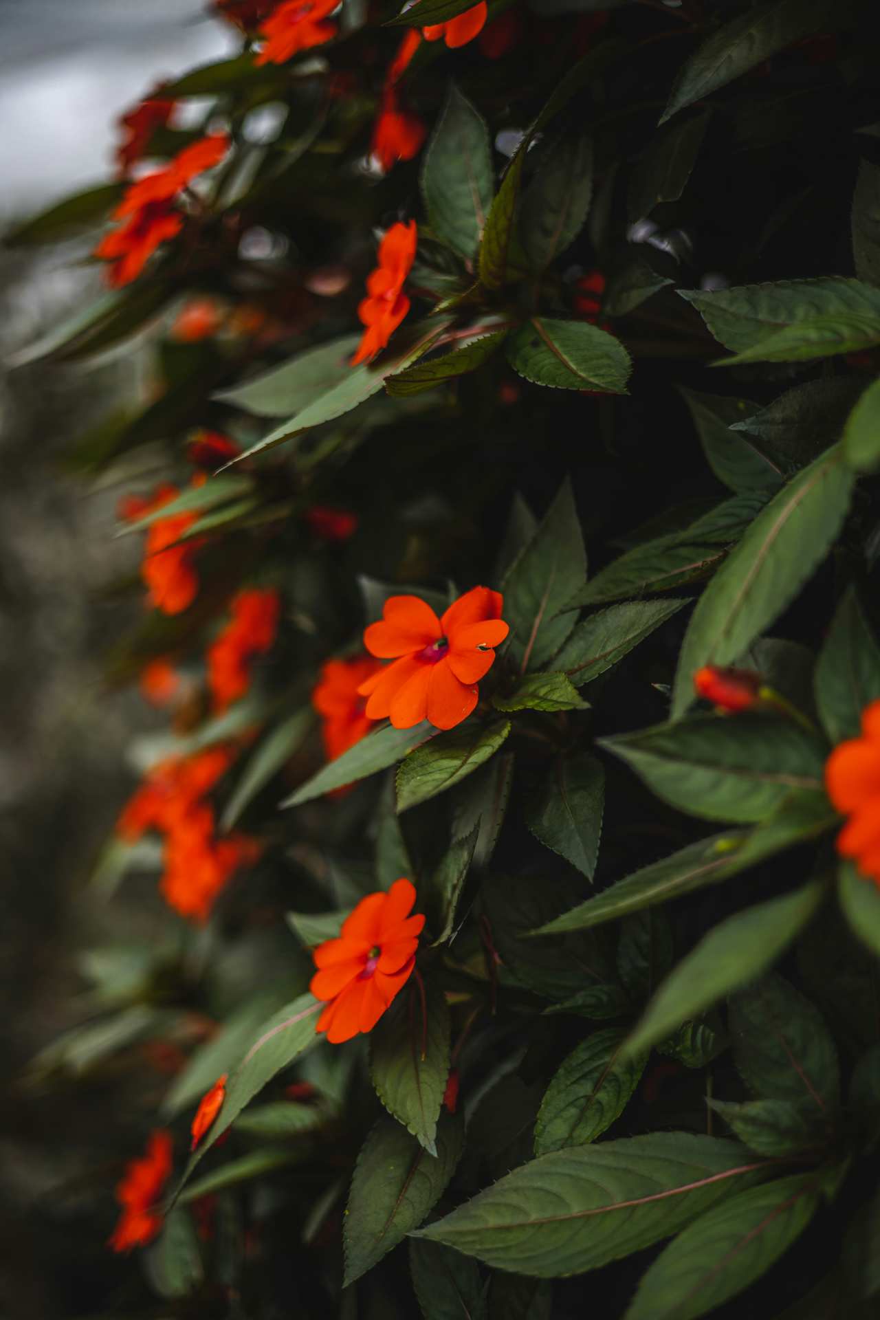 Impatiens Walleriana flor