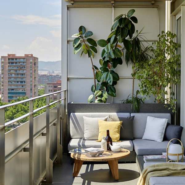 3 plantas con flores pequeñas (poco conocidas) para terrazas y balcones: resistentes al calor, bonitas y fáciles de cuidar