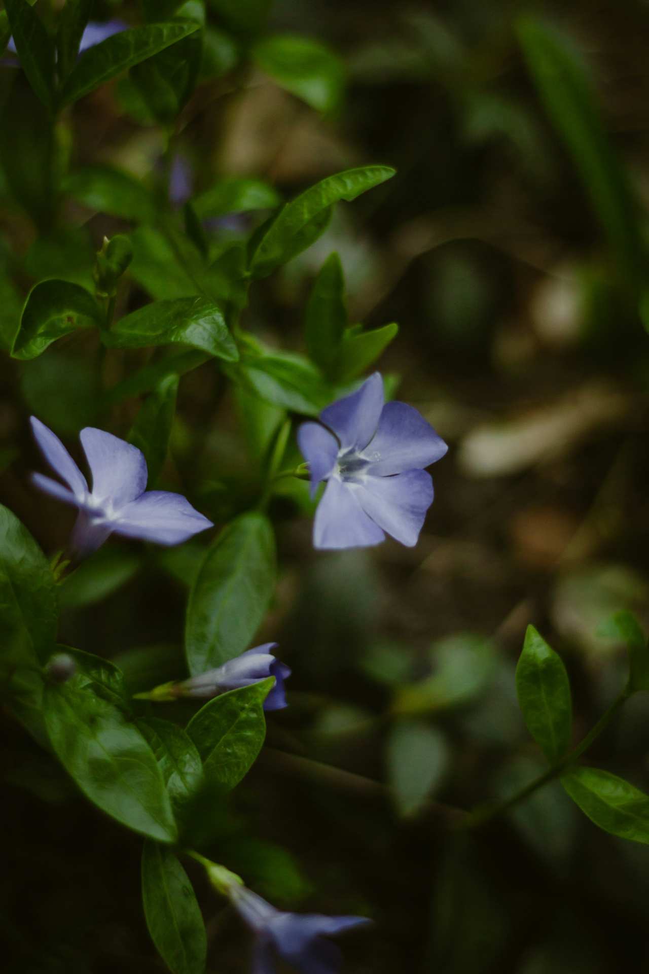 Vinca flor