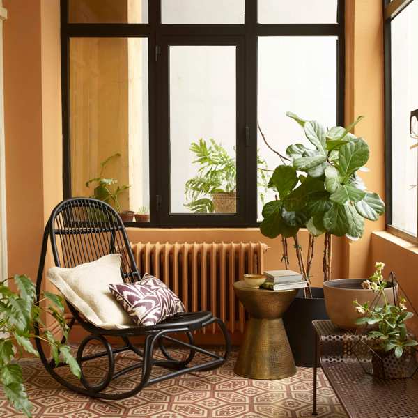 El ficus, la planta de interior más famosa y buscada: decorativa, fácil de cuidar y resistente