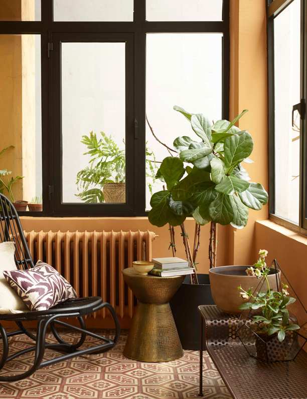 El ficus, la planta de interior más famosa y buscada: decorativa, fácil de cuidar y resistente