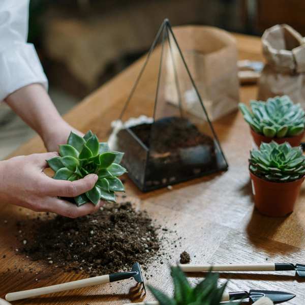 Crea un mini jardín dentro de casa y cumple un sueño: una experta en plantas te ayuda a construir tu terrario