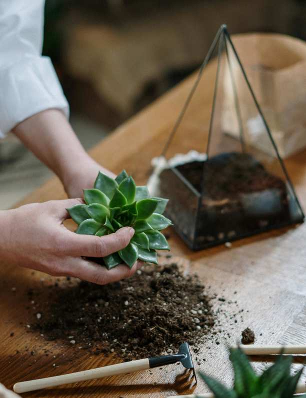 Cómo crear un mini jardín dentro de casa y cumplir un sueño