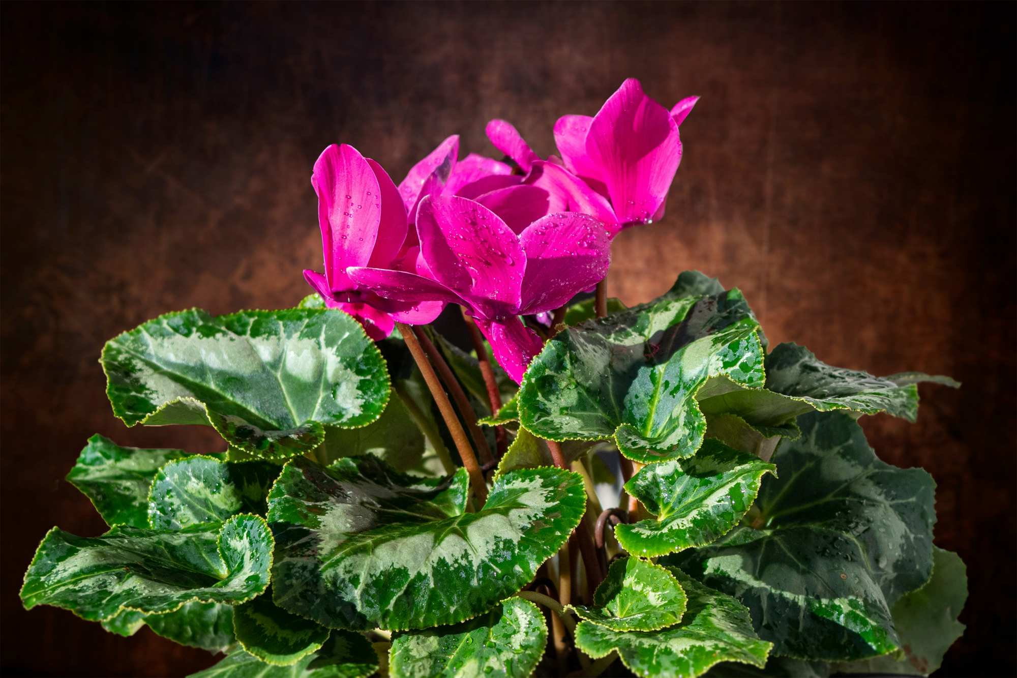 Cyclamen: 