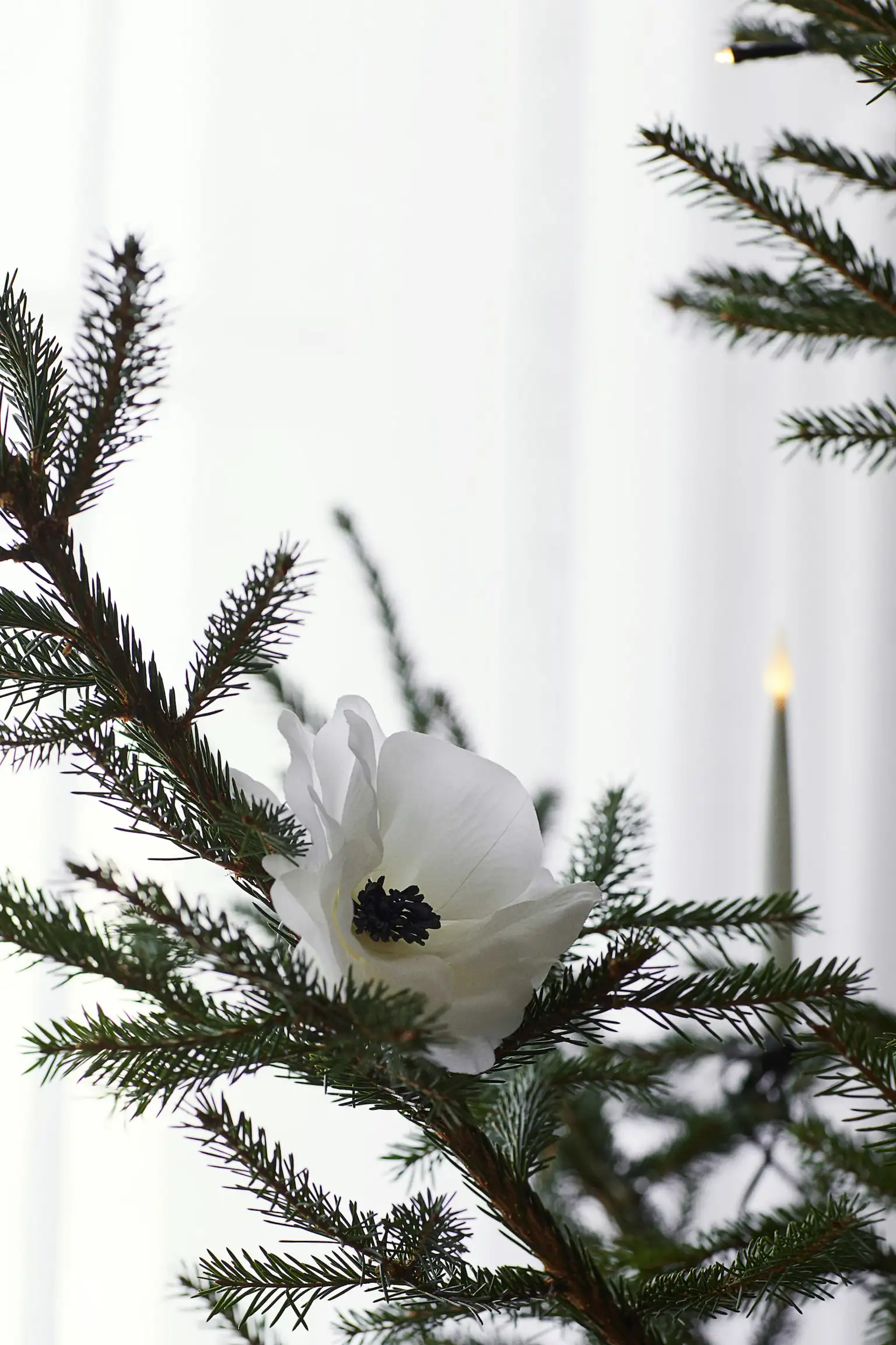 Flor de Navidad 