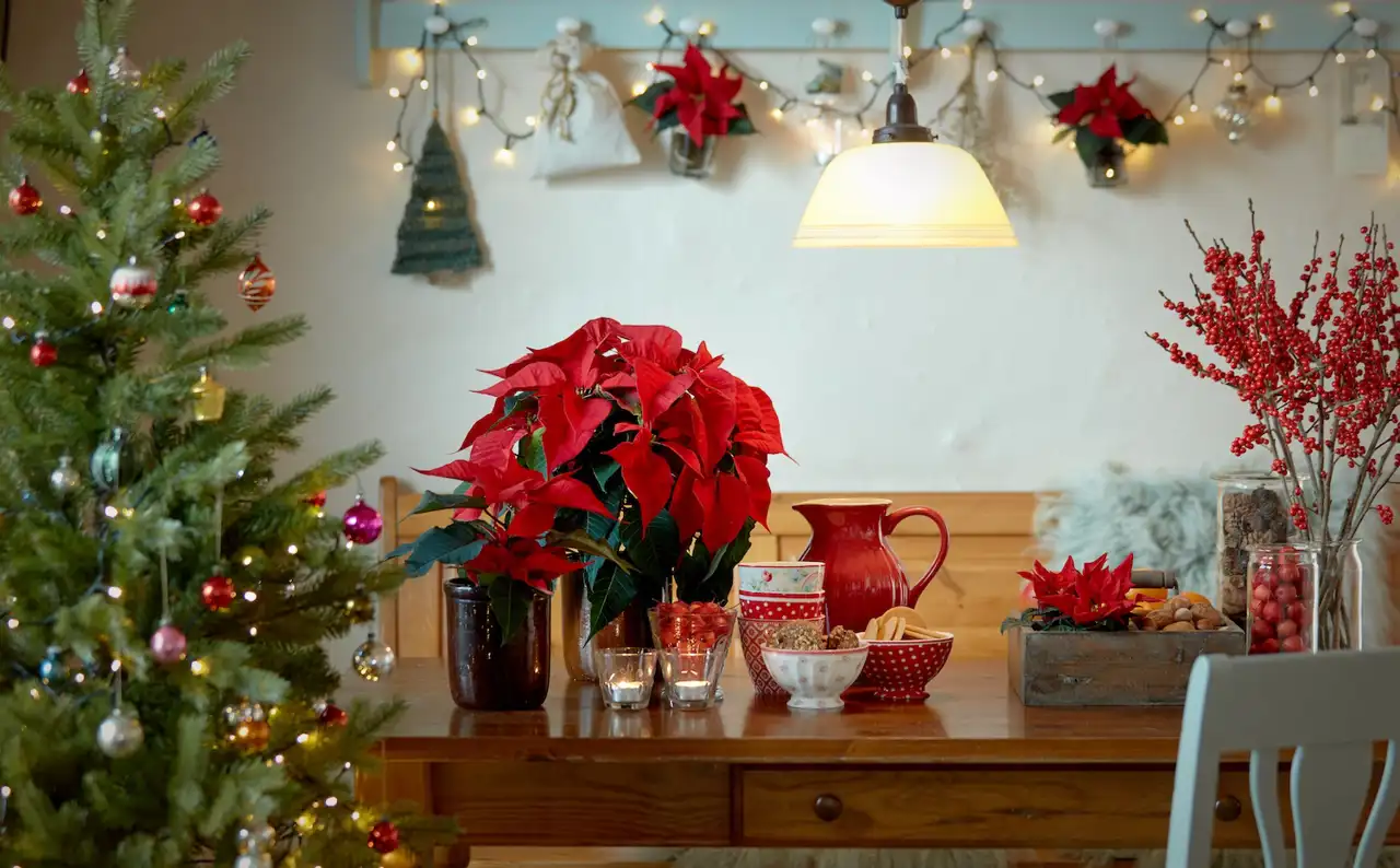 La indiscutible flor que cada año protagoniza la Navidad