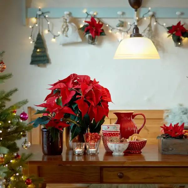 La indiscutible flor que cada año protagoniza la Navidad