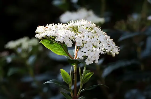 Hermosas flores blancas