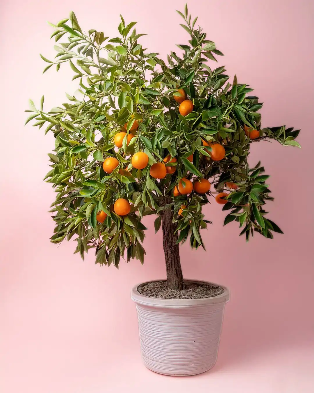 arbol naranjo citrus sinesis