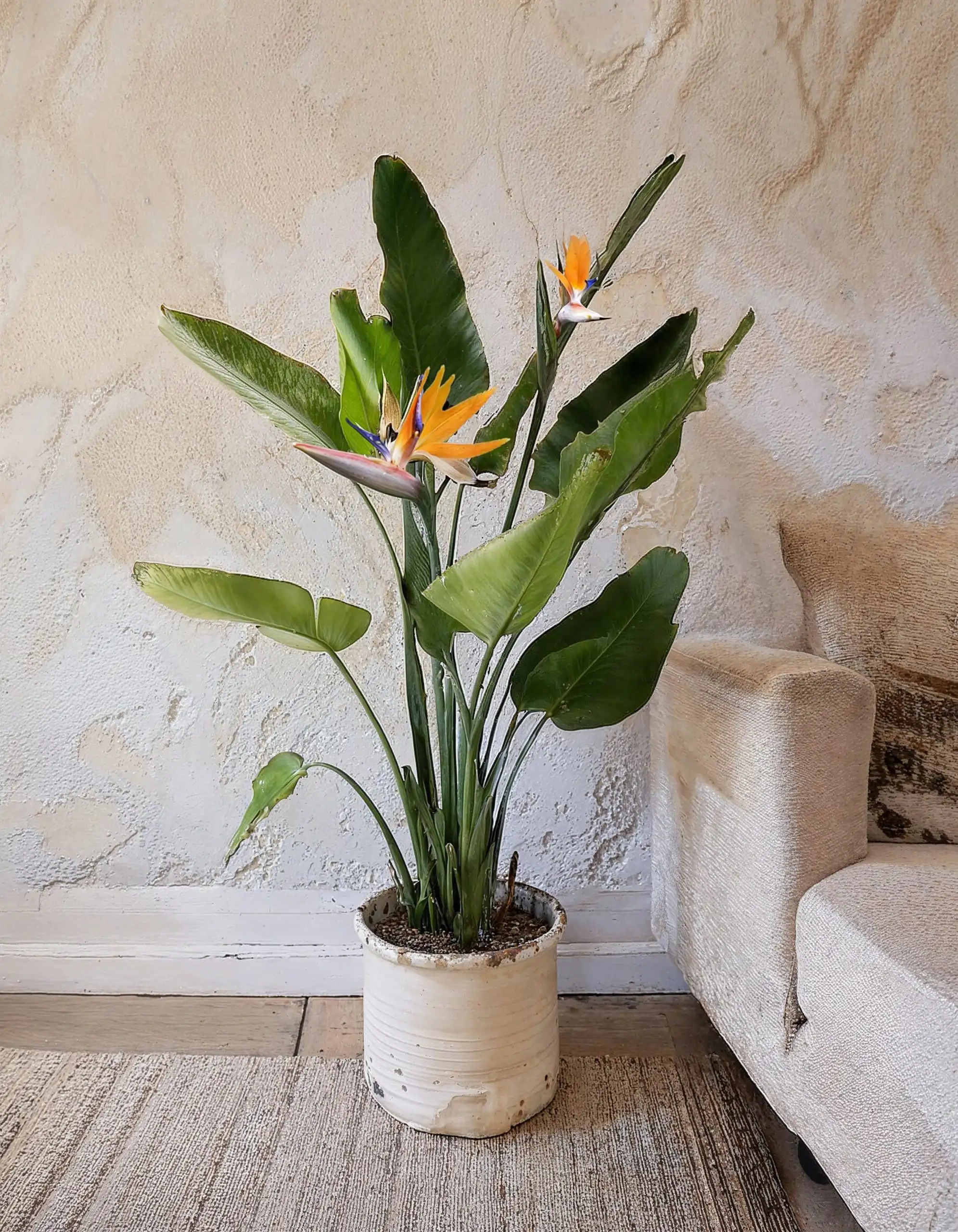 strelitzia regina 