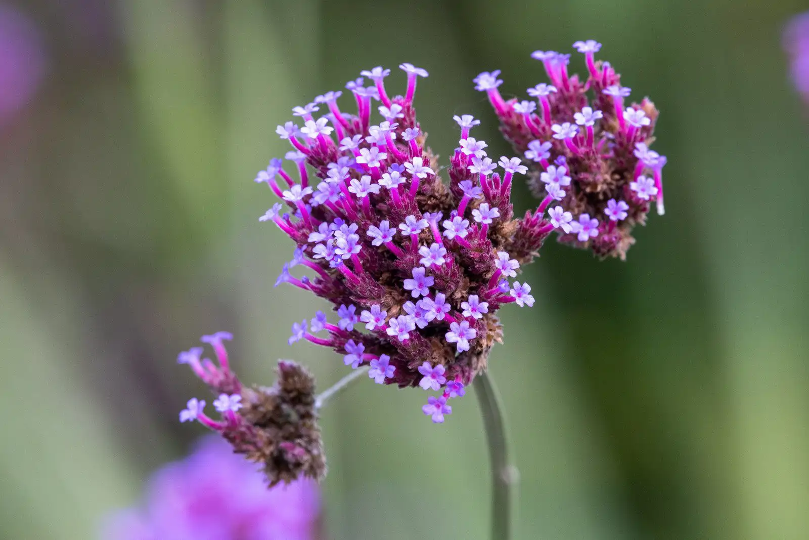 Verbena planta