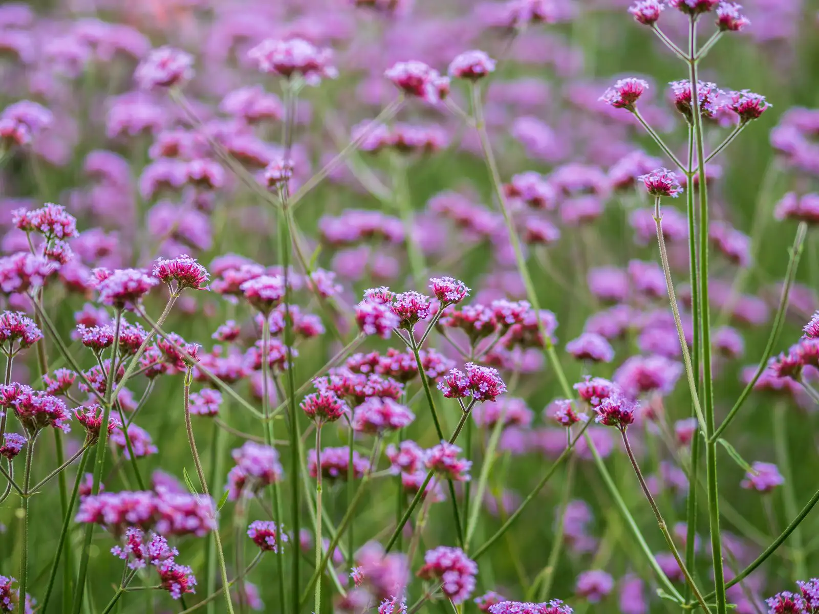 Verbena planta