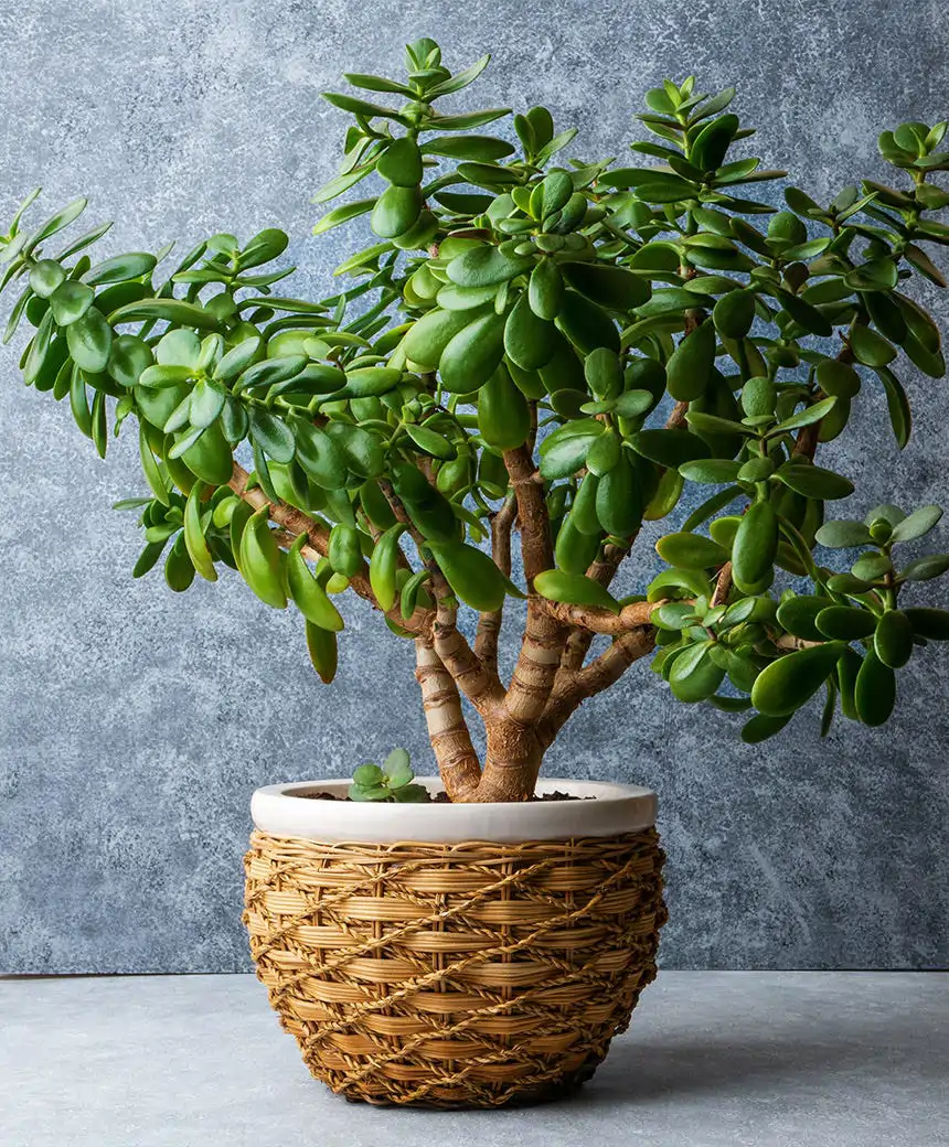 La planta para tener en casa según la filosofía del Feng Shui