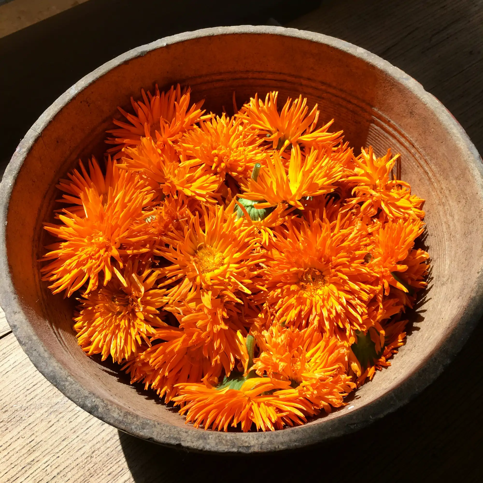 calendula