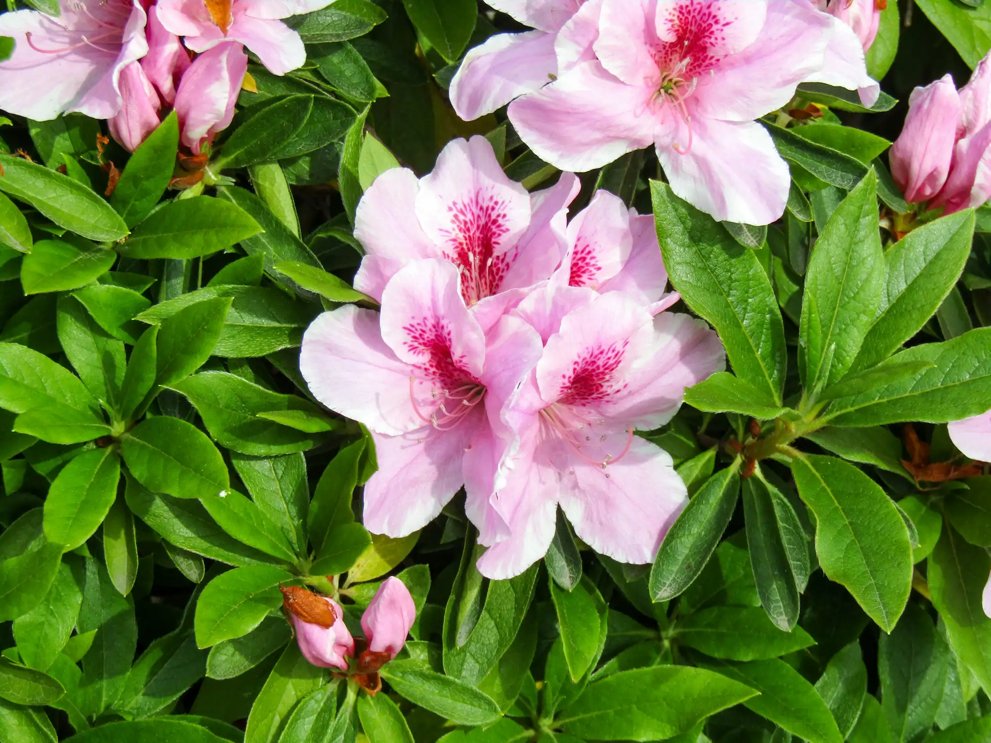 azalea