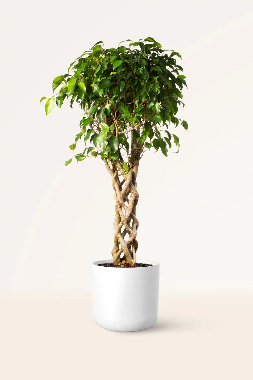 10. Ficus benjamina 