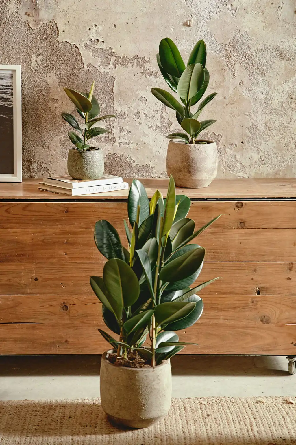 Ficus para el salón