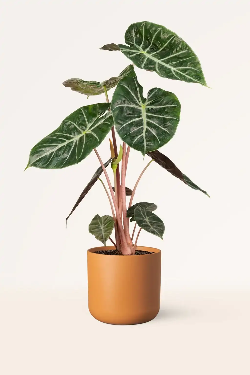 Alocasia 