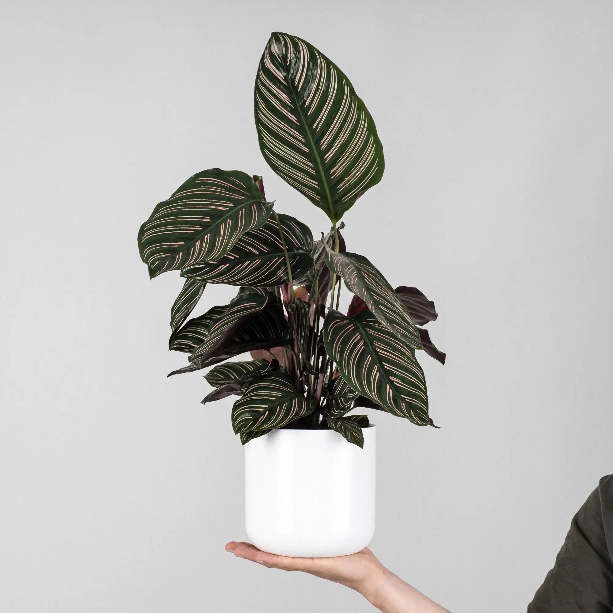 Calathea ornata 