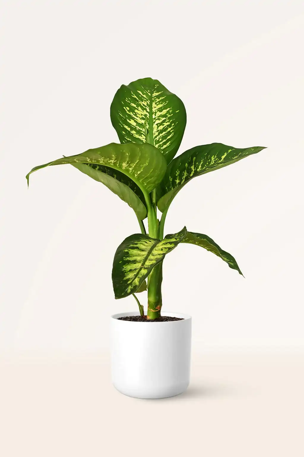 Dieffenbachia 