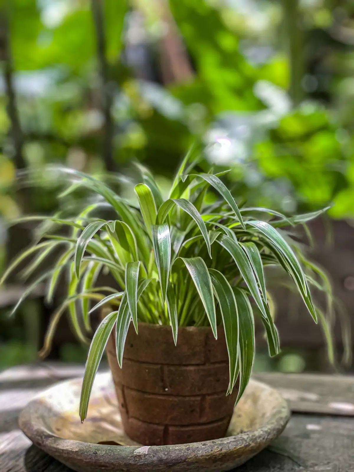 Cinta planta