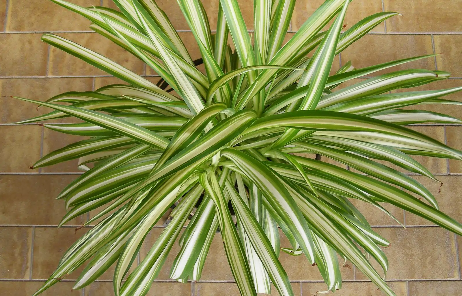 Cinta planta