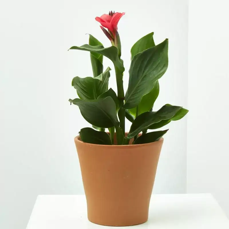 Canna índica
