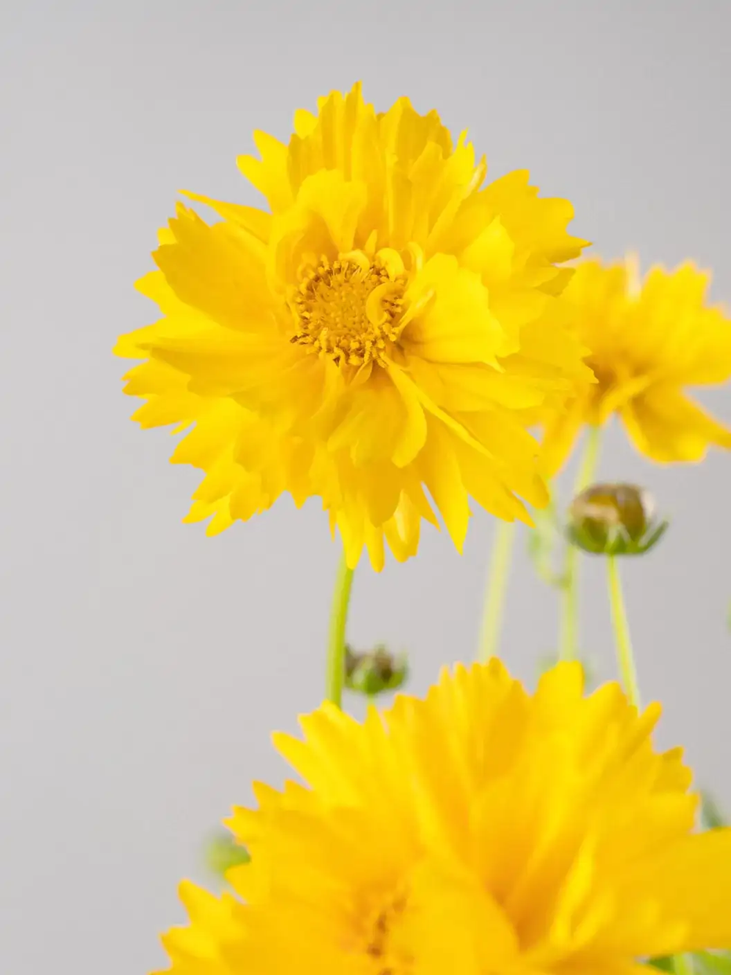 Coreopsis grandiflora