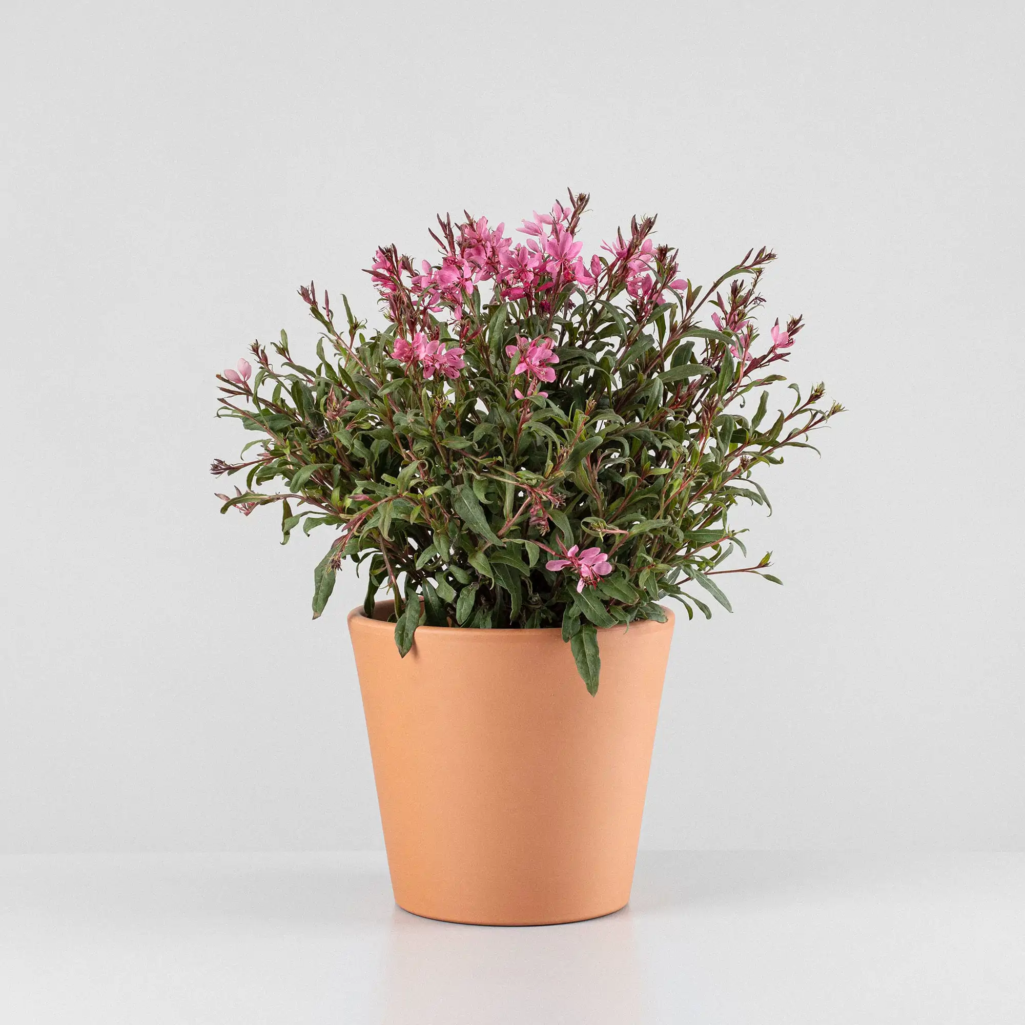 Gaura lindheimeri