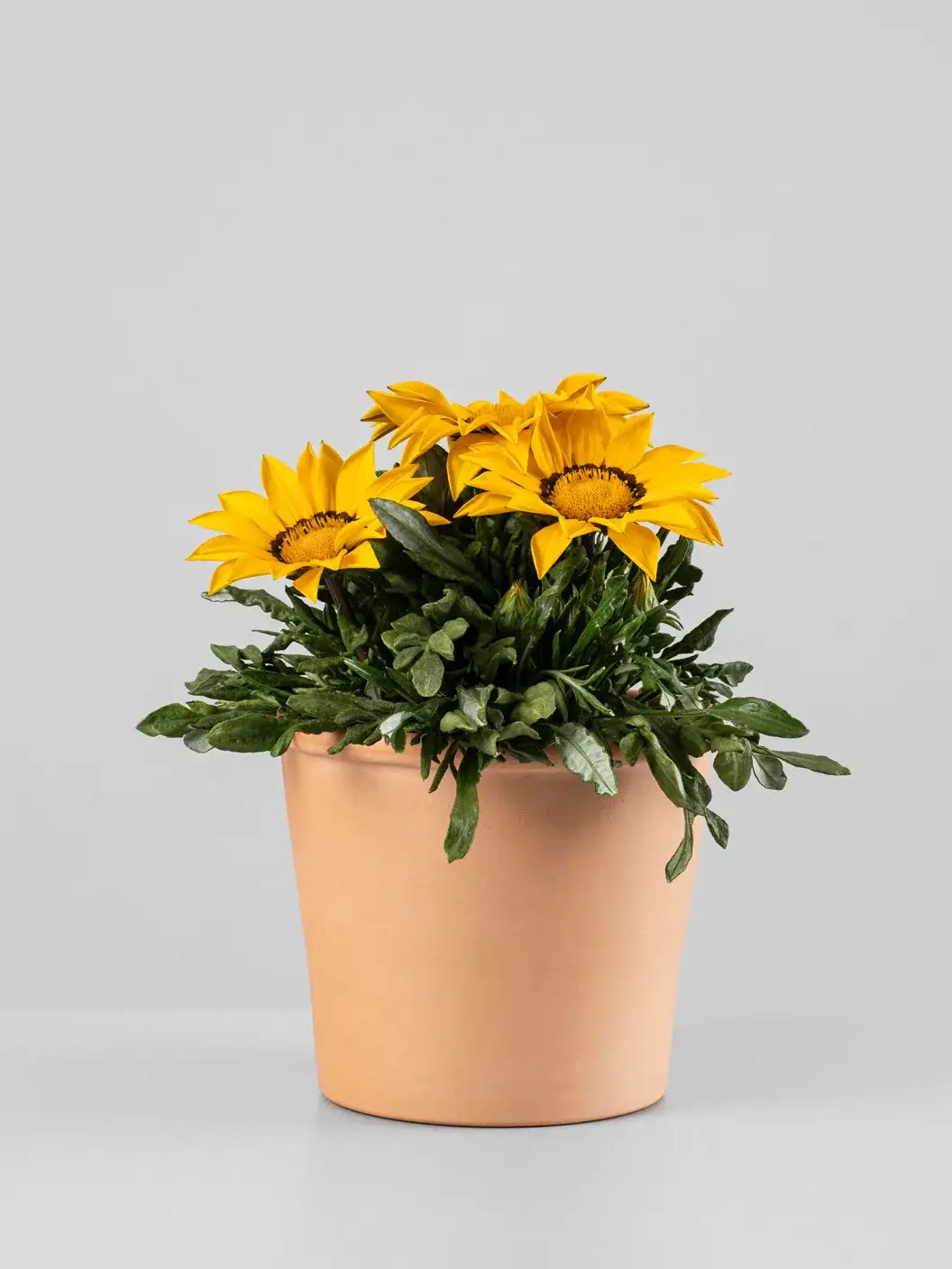 Gazania