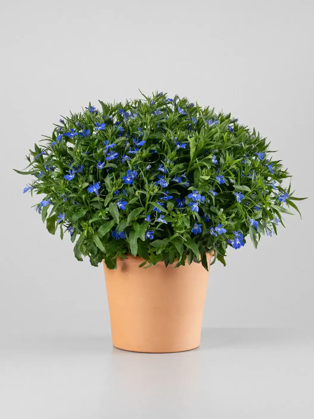 Jazmín azul 